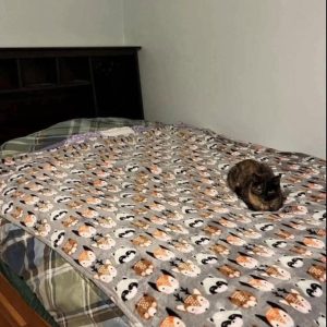 Can You Spot the Two Cats? A Brain-Teasing Visual Puzzle Explained