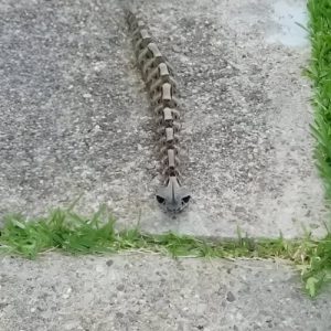 The Mystical Gaboon Viper, Master Of Disguise And Deadly Accuracy