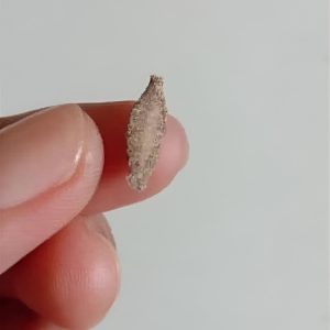 Ever Seen This Creepy Wall-Clinging Moth? Meet the Kamitetep