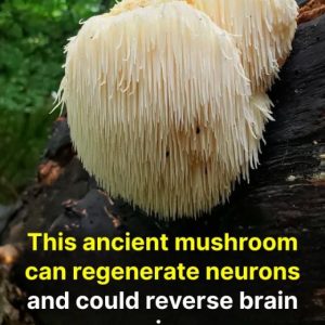 This ancient mushroom can regenerate neurons and could reverse brain aging…