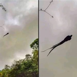 Majestic captured in Mexico…See More