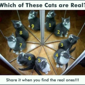 Which of These Cats Are Real? A Visual Puzzle That Will Challenge Your Mind Which of These Cats Are Real? A Visual Puzzle That Will Challenge Your Mind