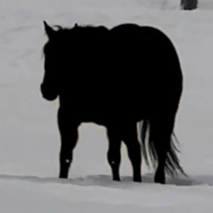 Which Way Is the Horse Moving? Optical Illusion Sparks Online Debate Which Way Is the Horse Moving? Optical Illusion Sparks Online Debate