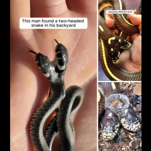 Beyond Belief: The Story of Brian Barczyk and His Extraordinary Two-Headed Serpent, Ben and Jerry!