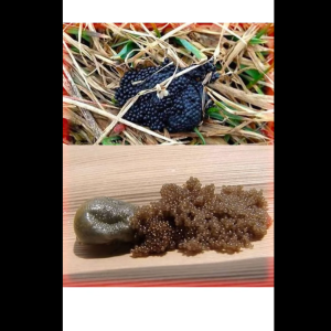 Very Important! If you see these eggs in your garden, you need to act immediately! 