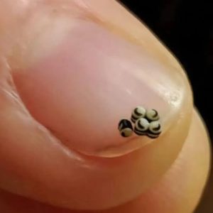 We ordered a salad, but there were tiny black specks in the food