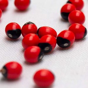 Discovered these in my spaghetti. The sauce was canned. What could they be?