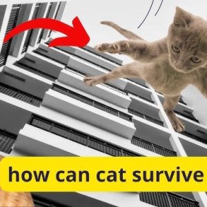 Why Do Cats Survive High Falls Better Than Humans