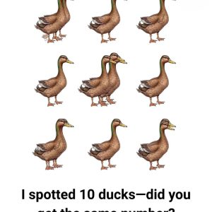 How Many Ducks Can You Count in the Following Picture? If You Count 10, You’re Not Alone. But You’re Wrong How Many Ducks Can You Count in the Following Picture? If You Count 10, You’re Not Alone. But You’re Wrong