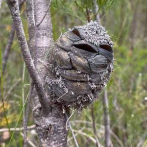 Woman spots what she thinks is a happy bird in the forest – then suddenly realizes her mistake