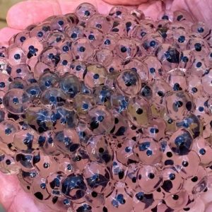 A Farmer Found Strange Eggs in His Field—What Hatched Changed His Life Forever