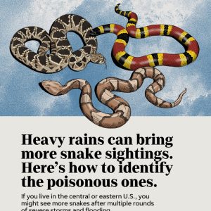 Heavy Rain Brings Out the Snakes: How to Spot the Dangerous Ones