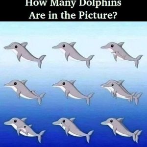 Think You Can Count All the Dolphins? Take a Closer Look—It’s Not as Easy as It Seems! Think You Can Count All the Dolphins? Take a Closer Look—It’s Not as Easy as It Seems!