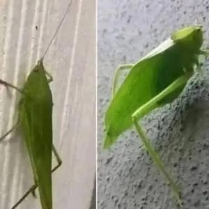 When a Leafhopper Visits Your Home, Nature Might Be Sending You a Message