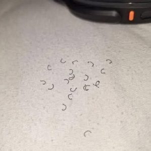 I Woke Up to find these all over my bed… and now I can’t stop thinking about them