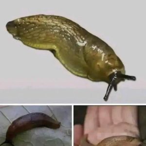 Did you know that when a SLUG visits your house it means that you have…