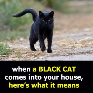 When a Black Cat Comes Into Your House — Here’s What It Means