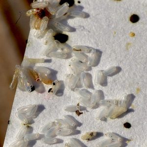 I thought it was just rice, but the truth turned out to be much worse