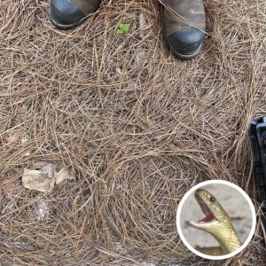 Only People With Sniper Vision Can Spot The Hidden Snake In This Photo Only People With Sniper Vision Can Spot The Hidden Snake In This Photo