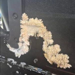 What I Found Under My Back Seat Looked Harmless — Until I Learned It Could Kill Me