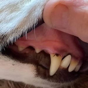 How To Stay Thoroughly Protected From Ticks