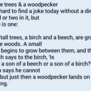 The Tale of Three Trees and a Nosy Woodpecker