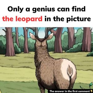 Find the leopard in the picture Find the leopard in the picture