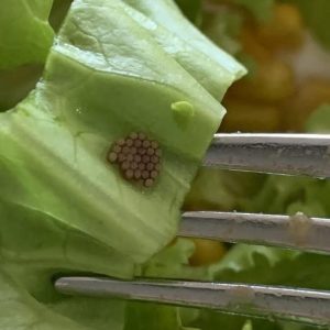 Then She Looked Closer and Gagged